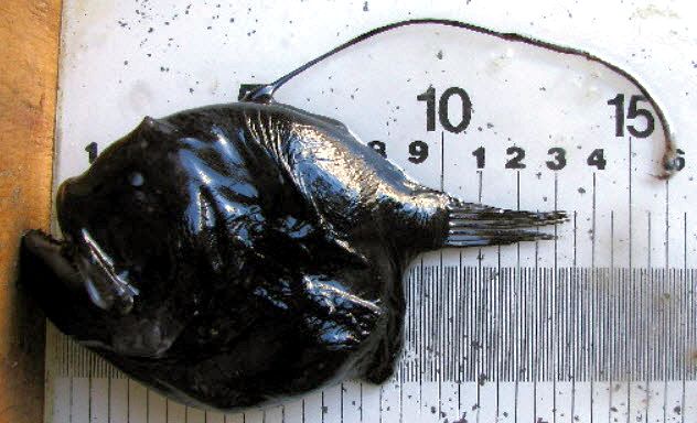 Bufoceratias wedli_02.jpg